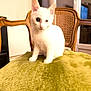 kitten, white_cat, indoor, chair, cushion, wooden_furniture, pet, animal, cute, feline, small, young, domestic_cat, sitting, cozy, home_interior, curious, soft_texture, warm_light, window
