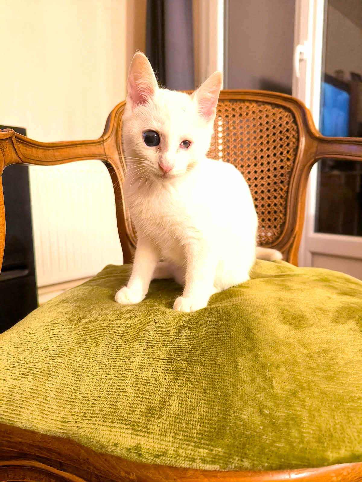 Boule De Neige a rejoint le concours — aidez-le/la à gagner de superbes lots ! kitten, white_cat, indoor, chair, cushion, wooden_furniture, pet, animal, cute, feline, small, young, domestic_cat, sitting, cozy, home_interior, curious, soft_texture, warm_light, window