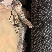 Angel a rejoint le concours — aidez-le/la à gagner de superbes lots ! kitten, sleeping, tabby_cat, tattoo, arm, pillow, blanket, cushion, indoor, resting, feline, cute, pet, cozy, fur, animal, closeup, relaxation, comfort, home