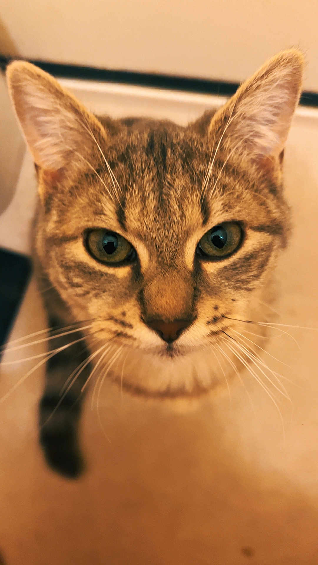 Angel participe au concours pour gagner de l'argent avec cette photo : cat, tabby, close_up, whiskers, ears, green_eyes, curious, pet, animal, feline, indoor, fur, face, looking, portrait, domestic_cat, soft_light, blurred_background, cute, mammal