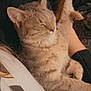 Angel participe au concours pour gagner de l'argent avec cette photo : cat, tabby_cat, sleeping, cozy, person, hand, slipper, blanket, indoor, relaxation, fur, paw, comfort, soft, warm, resting, closeup, animal, pet, casual