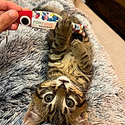 Crapule participe au concours pour gagner de l'argent avec cette photo : kitten, cat, fluffy_blanket, toy, keychain, hand, playing, curious, indoor, close_up, brown_tabby, whiskers, paws, soft_texture, pet, domestic_animal, cute, relaxed, feline, souvenir