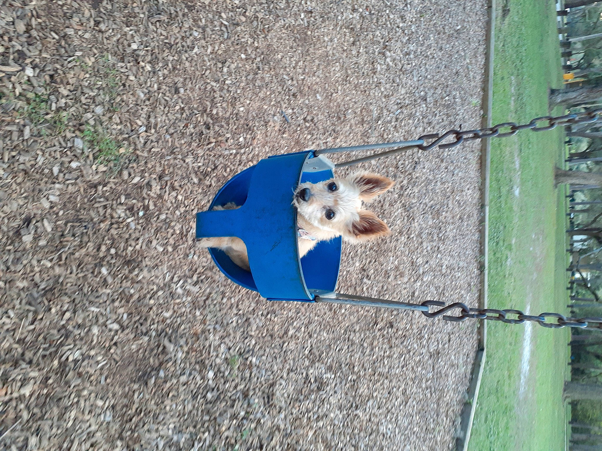 Leah is registered to the contest to win money with this photo: asphalt, auto_part, automotive_wheel_system, canidae, carnivore, city, concrete, dog, dog_breed, electric_blue, grass, public_utility, road_surface, shadow, sidewalk, sporting_group, tar, toy, tree, wood