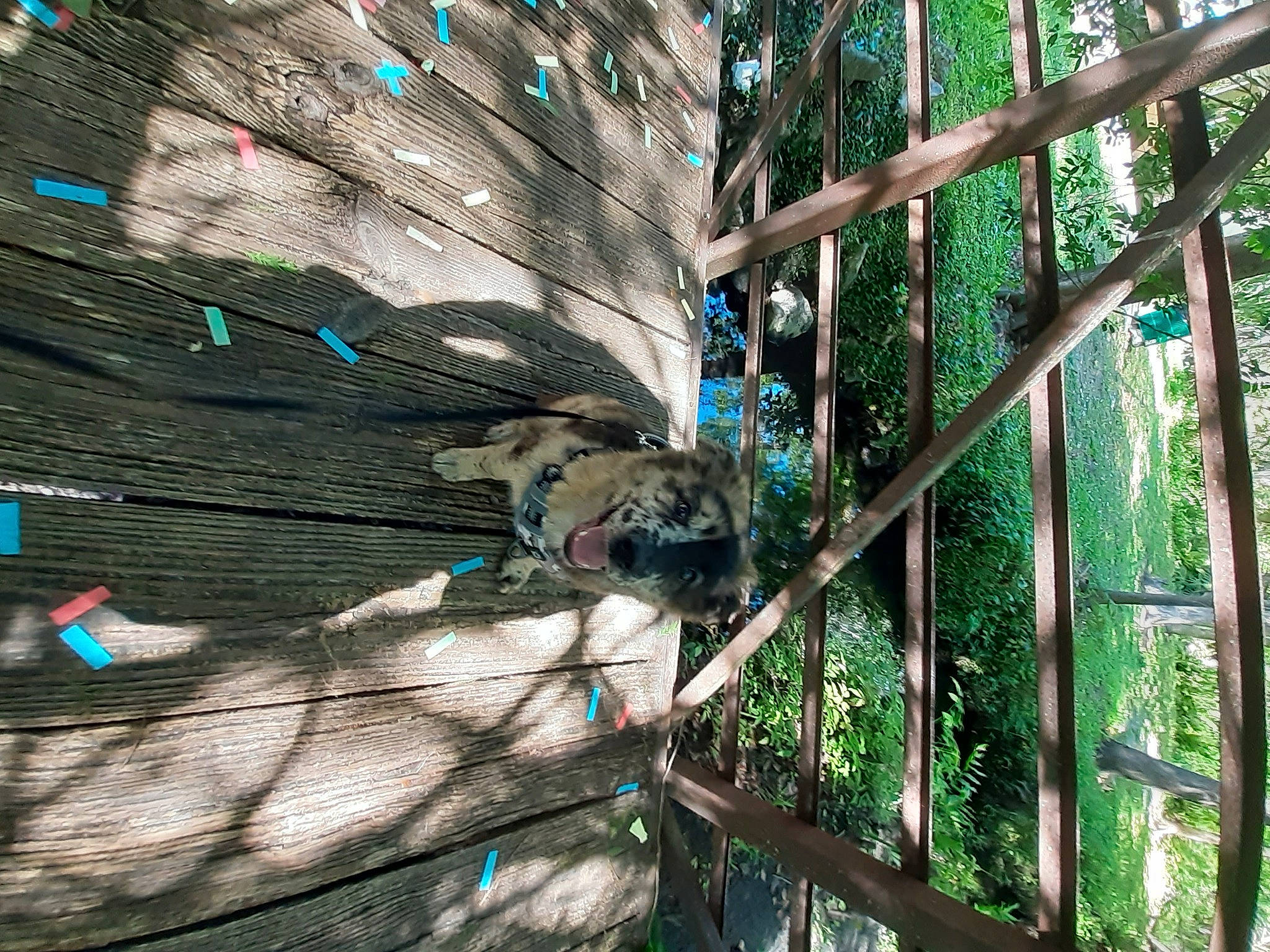 Jonah Hill is registered to the contest to win money with this photo: art, biome, botany, electric_blue, feather, fence, glass, grass, organism, pattern, peafowl, phasianidae, plant, terrestrial_plant, tree, trunk, twig, vegetation, wood, woody_plant