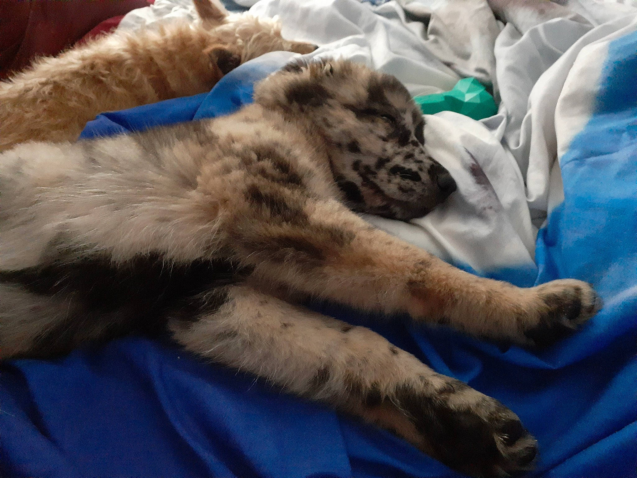 Jonah Hill is registered to the contest to win money with this photo: big_cats, carnivore, cat, claw, comfort, dog_breed, domestic_short_haired_cat, fawn, felidae, fur, gesture, human_leg, linens, paw, small_to_medium_sized_cats, snout, sporting_group, terrestrial_animal, whiskers, wildlife