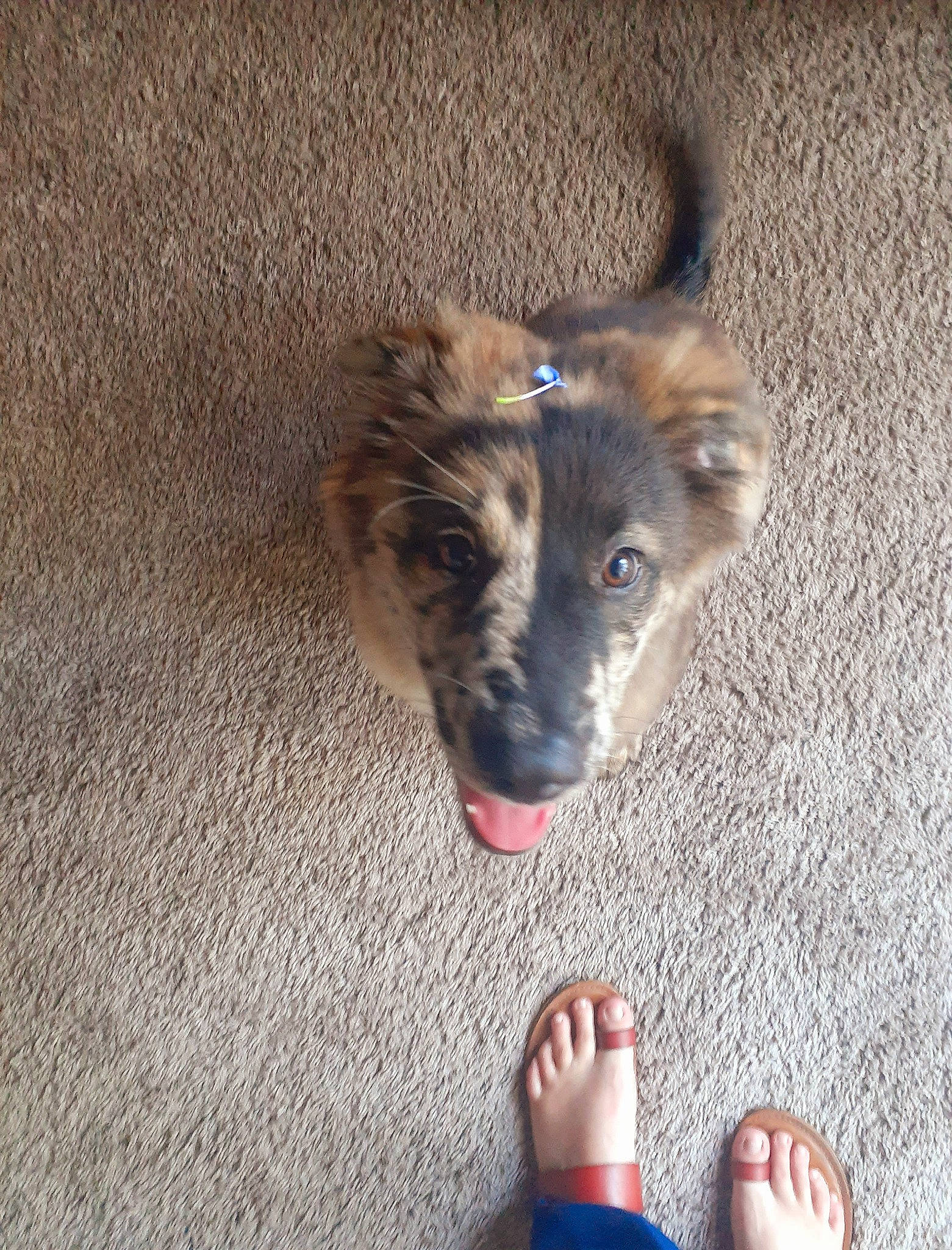 Jonah Hill is registered to the contest to win money with this photo: barefoot, carnivore, companion_dog, dog, dog_breed, fawn, felidae, flooring, foot, fur, gesture, human_leg, nail, paw, small_to_medium_sized_cats, sporting_group, thumb, toe, whiskers, working_animal