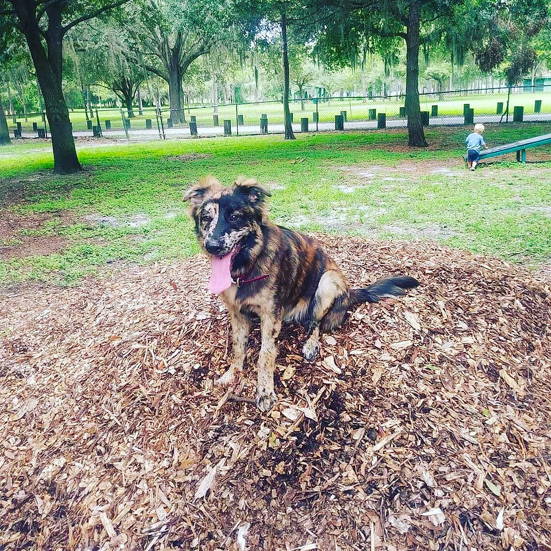 Jonah Hill joined the competition — help win amazing prizes! canidae, carnivore, companion_dog, dog, dog_breed, garden, grass, grassland, green, guard_dog, herding_dog, plant, shade, soil, sporting_group, tail, terrestrial_animal, tree, working_animal, working_dog