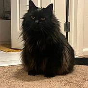 Bear is registered to the contest to win money with this photo: animal, black_cat, carpet, cat, cute, domestic_cat, door, feline, fluffy, fur, furry, home, house, indoor, mammal, pet, portrait, sitting, whiskers, yellow_eyes