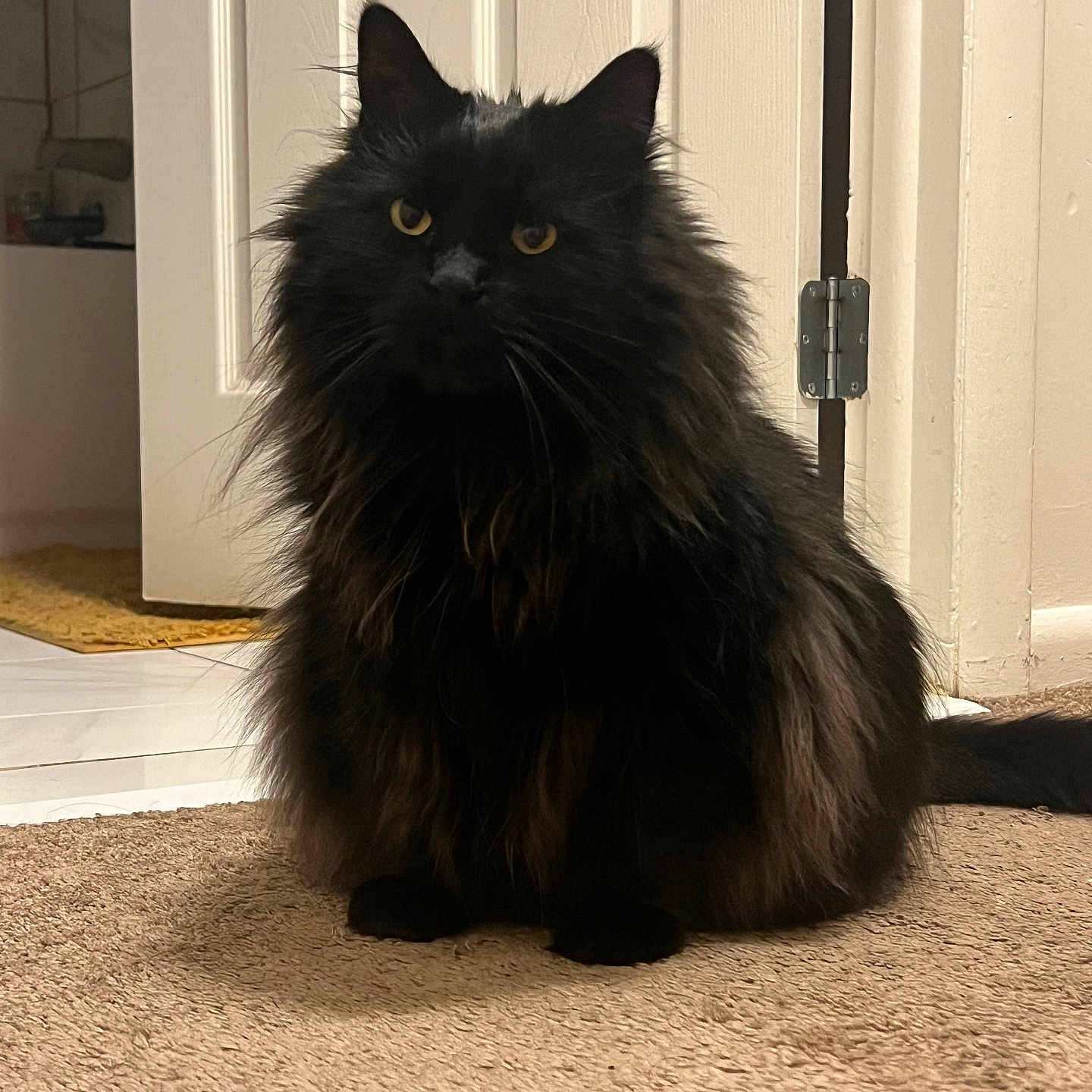 Bear is registered to the contest to win money with this photo: animal, black_cat, carpet, cat, cute, domestic_cat, door, feline, fluffy, fur, furry, home, house, indoor, mammal, pet, portrait, sitting, whiskers, yellow_eyes