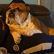 Texas a rejoint le concours — aidez-le/la à gagner de superbes lots ! bulldog, dog, pet, animal, sleeping, relaxed, indoor, couch, person, lap, fur, paw, wrinkles, cozy, comfort, resting, brown, white, closeup, companion