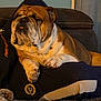 bulldog, dog, pet, animal, sleeping, relaxed, indoor, couch, person, lap, fur, paw, wrinkles, cozy, comfort, resting, brown, white, closeup, companion