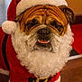 Texas a rejoint le concours — aidez-le/la à gagner de superbes lots ! bulldog, dog, pet, costume, santa_claus, beard, hat, red_clothing, indoor, floor, animal, festive, holiday, cute, portrait, wrinkles, expression, fur, belly_belt, christmas