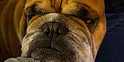 Texas a rejoint le concours — aidez-le/la à gagner de superbes lots ! bulldog, dog, pet, close_up, resting, arm, couch, indoor, person, blurred_background, furniture, wrinkles, expression, brown_fur, white_fur, face, nose, ears, sitting, companion