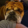 bulldog, dog, pet, close_up, resting, arm, couch, indoor, person, blurred_background, furniture, wrinkles, expression, brown_fur, white_fur, face, nose, ears, sitting, companion
