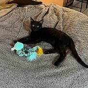 Shadow is registered to the contest to win money with this photo: animal, bed, bedroom, black_cat, blanket, cat, couch, feather_toy, feline, gray, home, indoor, lying_down, pet, playful, portrait, relaxed, toy, turquoise, yellow_eyes