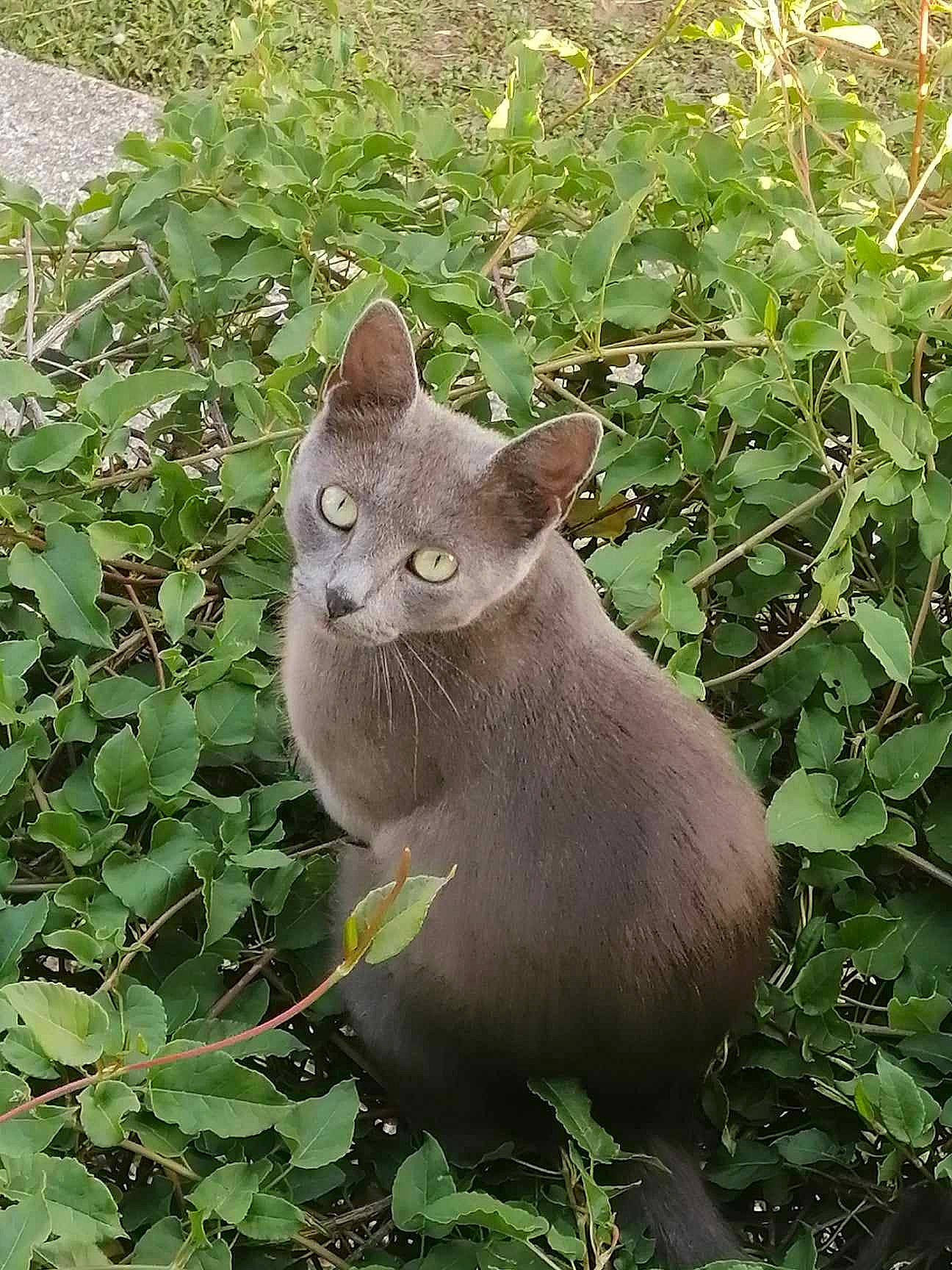 Simone participe au concours pour gagner de l'argent avec cette photo : annual_plant, carnivore, cat, domestic_short_haired_cat, felidae, flowering_plant, fur, grass, groundcover, plant, russian_blue, small_to_medium_sized_cats, tail, terrestrial_animal, whiskers, wildlife, window