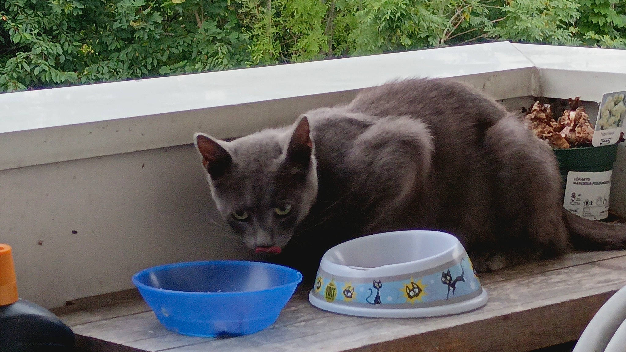 Simone a rejoint le concours — aidez-le/la à gagner de superbes lots ! animal_feed, carnivore, cat, cat_food, cat_supply, dishware, domestic_short_haired_cat, drinkware, felidae, mammal, mixing_bowl, pet_supply, plant, russian_blue, serveware, small_to_medium_sized_cats, tableware, tail, vertebrate, whiskers