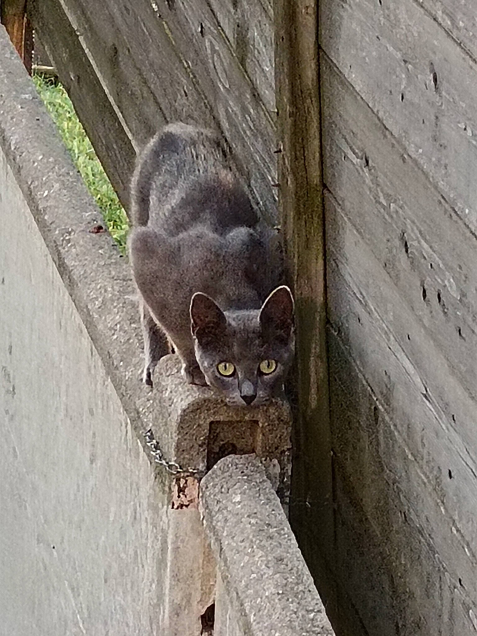 Simone a rejoint le concours — aidez-le/la à gagner de superbes lots ! carnivore, cat, concrete, domestic_short_haired_cat, eye, fawn, felidae, fur, grey, russian_blue, sitting, small_to_medium_sized_cats, snout, tail, terrestrial_animal, whiskers, wildlife, wood