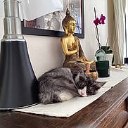 Abby participe au concours pour gagner de l'argent avec cette photo : buddha_statue, cat, cozy, decor, feline, flower, gray_cat, houseplant, indoor, lamp, living_room, modern_lamp, orchid, peaceful, plant, resting, statue, table_runner, white_cat, wooden_table