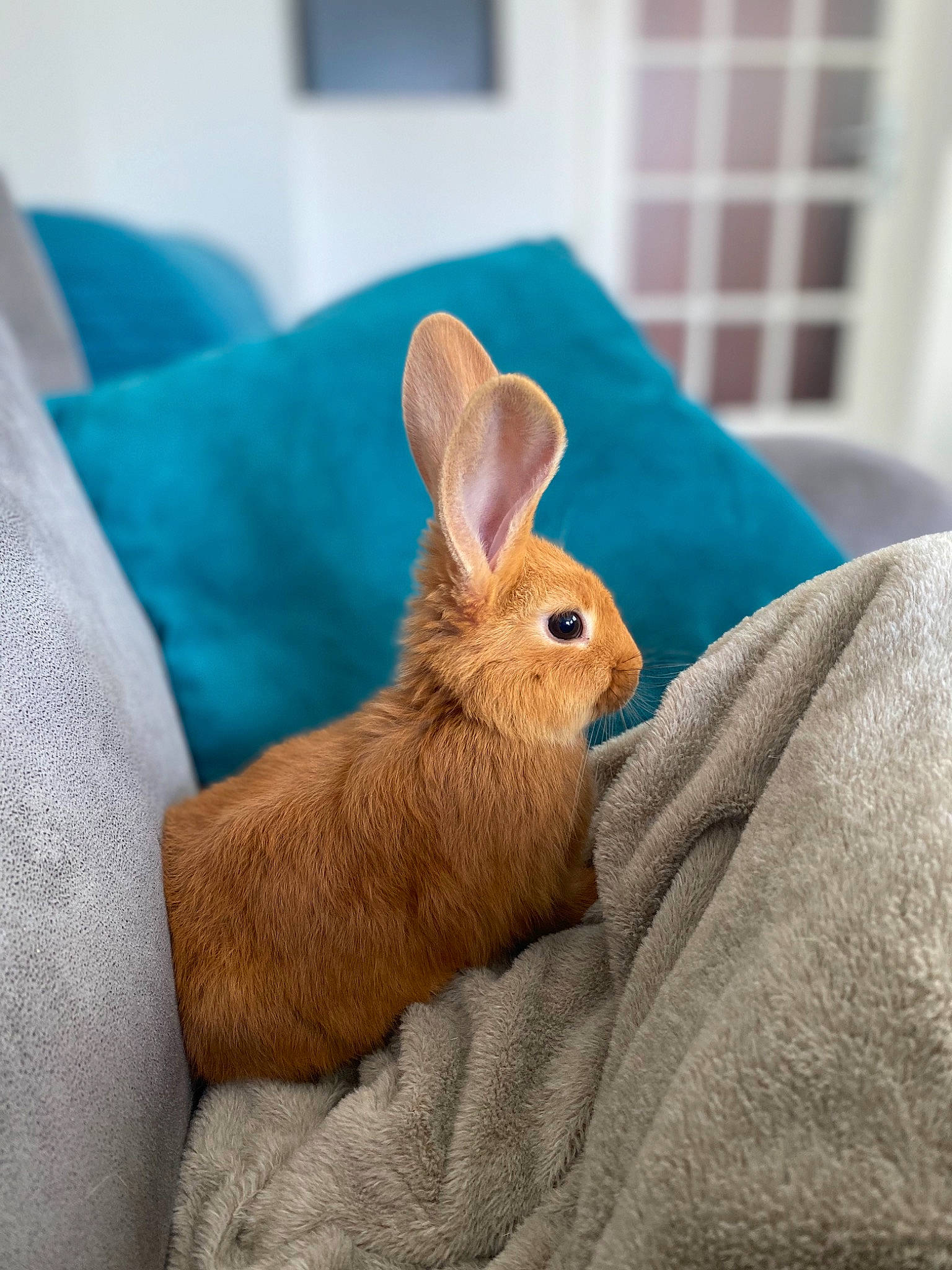 Panpan a rejoint le concours — aidez-le/la à gagner de superbes lots ! beige, domestic_rabbit, ear, fawn, fur, furniture, hare, rabbit, rabbits_and_hares, skin, whiskers, wildlife, wood_rabbit