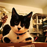 Zorrette participe au concours pour gagner de l'argent avec cette photo : cat, black_and_white, pet, indoor, box, living_room, plant, furniture, cozy, curious, animal, domestic, whiskers, collar, relaxed, cute, mammal, closeup, home, sitting
