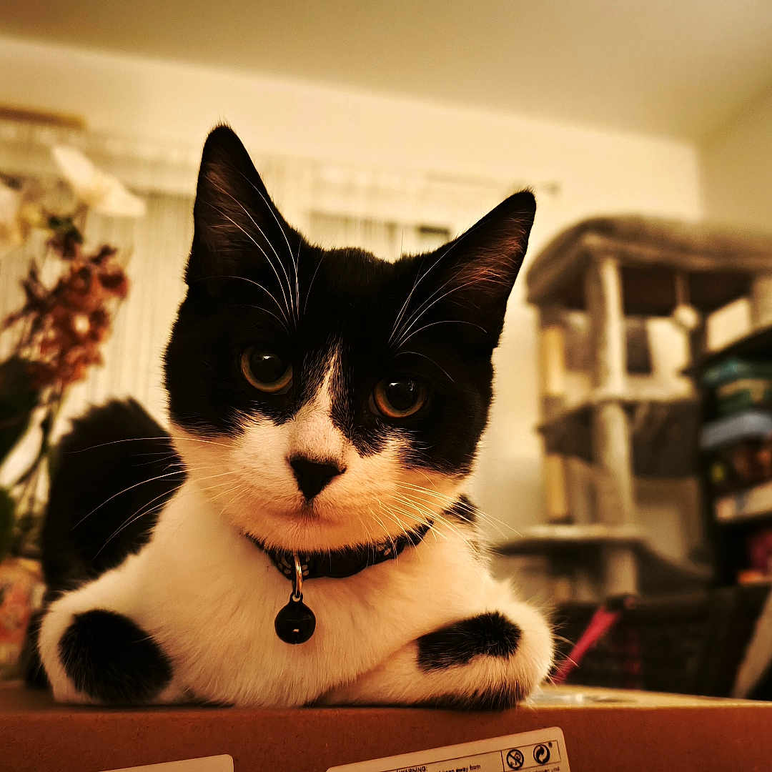 Zorrette participe au concours pour gagner de l'argent avec cette photo : cat, black_and_white, pet, indoor, box, living_room, plant, furniture, cozy, curious, animal, domestic, whiskers, collar, relaxed, cute, mammal, closeup, home, sitting