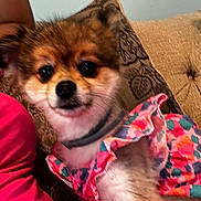 Keke is registered to the contest to win money with this photo: dog, pet, indoor, couch, pillow, clothing, ruffles, colorful, fur, small_dog, companion, cozy, closeup, blurred, relaxing, animal, domestic, cute, sitting, person_partial