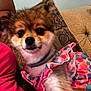 dog, pet, indoor, couch, pillow, clothing, ruffles, colorful, fur, small_dog, companion, cozy, closeup, blurred, relaxing, animal, domestic, cute, sitting, person_partial