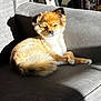dog, small_dog, fluffy, couch, indoor, sunlight, pet, relaxed, brown, white, fur, home, living_room, photograph, decor, vase, shadow, portrait, animal, cozy