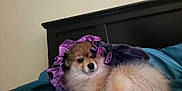 Keke joined the competition — help win amazing prizes! animal, bed, blanket, canine, cozy, cute, dog, domestic, fluffy, fur, headboard, indoor, pet, portrait, purple_bonnet, relaxed, resting, sleepy, soft, teal_bedspread