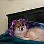 Keke joined the competition — help win amazing prizes! dog, fluffy, bed, blanket, purple_bonnet, pet, indoor, cozy, fur, resting, headboard, teal_bedspread, animal, cute, domestic, portrait, canine, sleepy, soft, relaxed