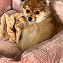 Keke joined the competition — help win amazing prizes! dog, pet, bed, blanket, cozy, fluffy, animal, cute, fur, relaxed, indoor, comfort, resting, small_dog, pomeranian, soft, pink, brown, ears, face