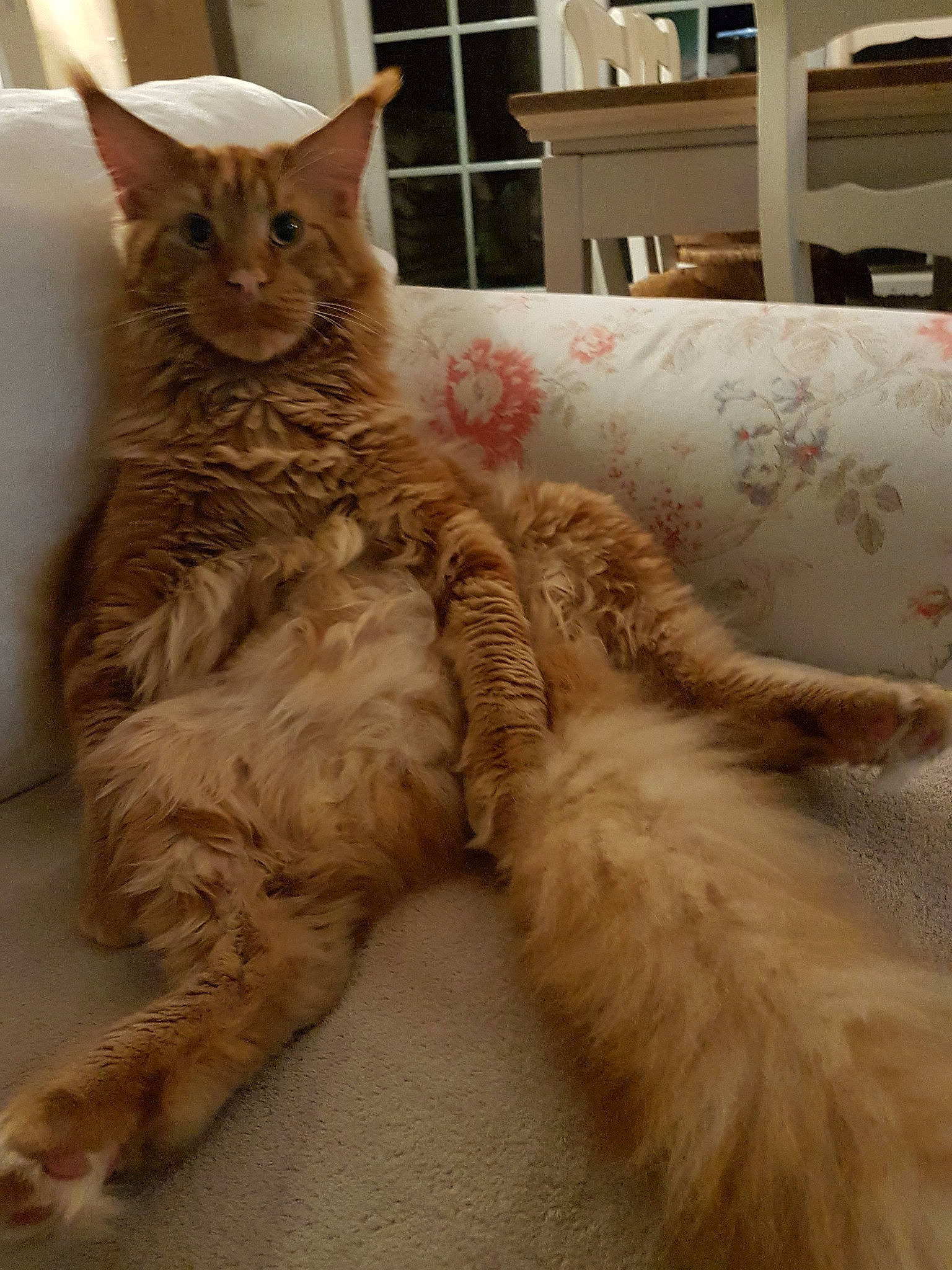 Patchouli a rejoint le concours — aidez-le/la à gagner de superbes lots ! bed, carnivore, cat, claw, comfort, domestic_short_haired_cat, fawn, felidae, flooring, fur, nap, paw, room, selkirk_rex, small_to_medium_sized_cats, snout, tail, whiskers, wood