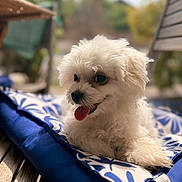 Bounty a rejoint le concours — aidez-le/la à gagner de superbes lots ! animal, blue_cushion, blurred_background, canine, closeup, cushion, dog, fluffy, happy, outdoor, pet, portrait, relaxing, resting, small_dog, summer, sunlight, tongue_out, white_dog, wooden_surface
