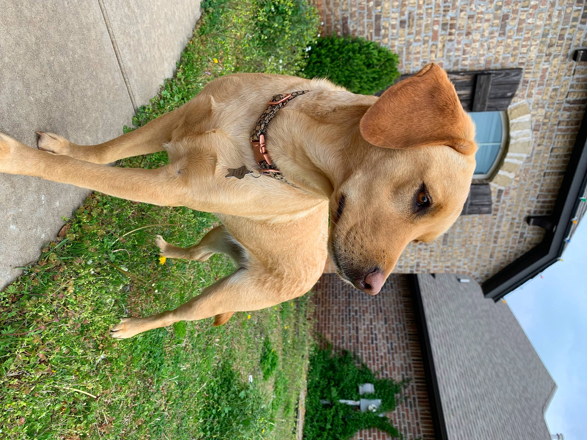 Ellie-mae is registered to the contest to win money with this photo: art, carnivore, collar, companion_dog, dog, dog_breed, dog_collar, fawn, fur, grass, leash, liver, pet_supply, plant, snout, sporting_group, tail, terrestrial_animal, wood, working_animal