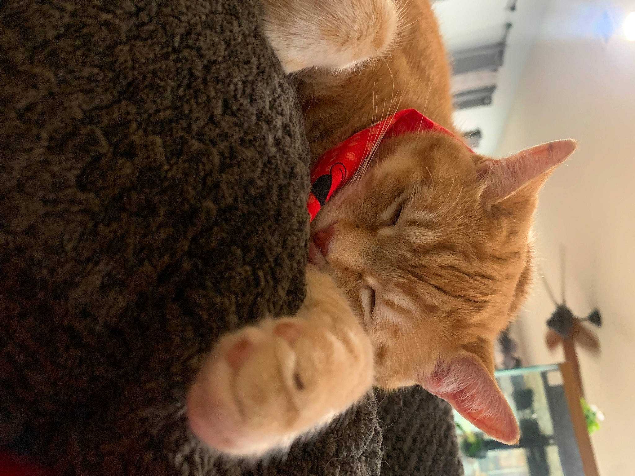 Hannah is registered to the contest to win money with this photo: carnivore, cat, claw, comfort, domestic_short_haired_cat, ear, fawn, felidae, fur, nap, paw, sleep, small_to_medium_sized_cats, snout, tail, whiskers, wood