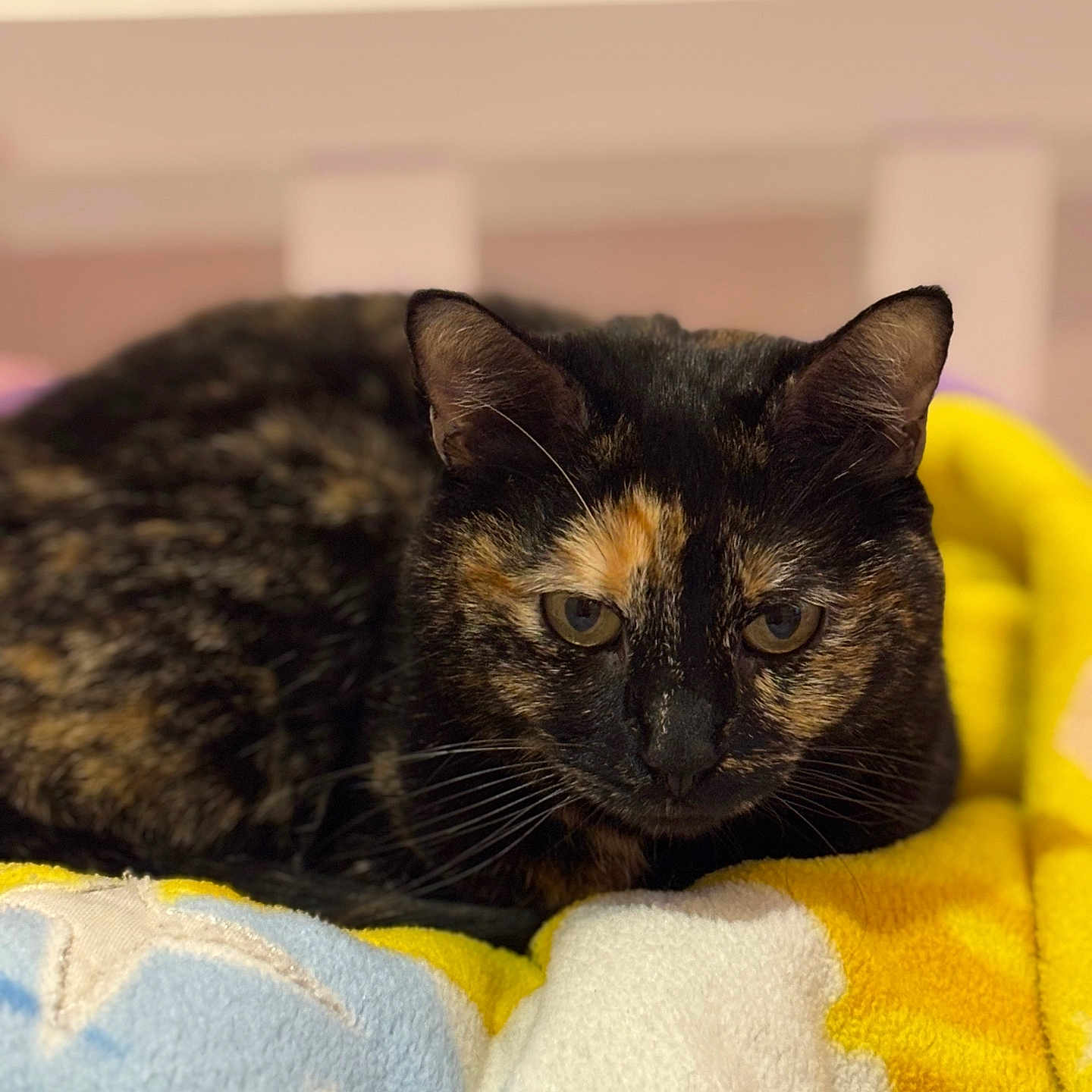 Nala a rejoint le concours — aidez-le/la à gagner de superbes lots ! animal, blue, cat, closeup, comfort, cozy, cute, domestic_cat, ears, face, fleece_blanket, fur, indoor, pet, resting, soft, tortoiseshell, whiskers, white, yellow