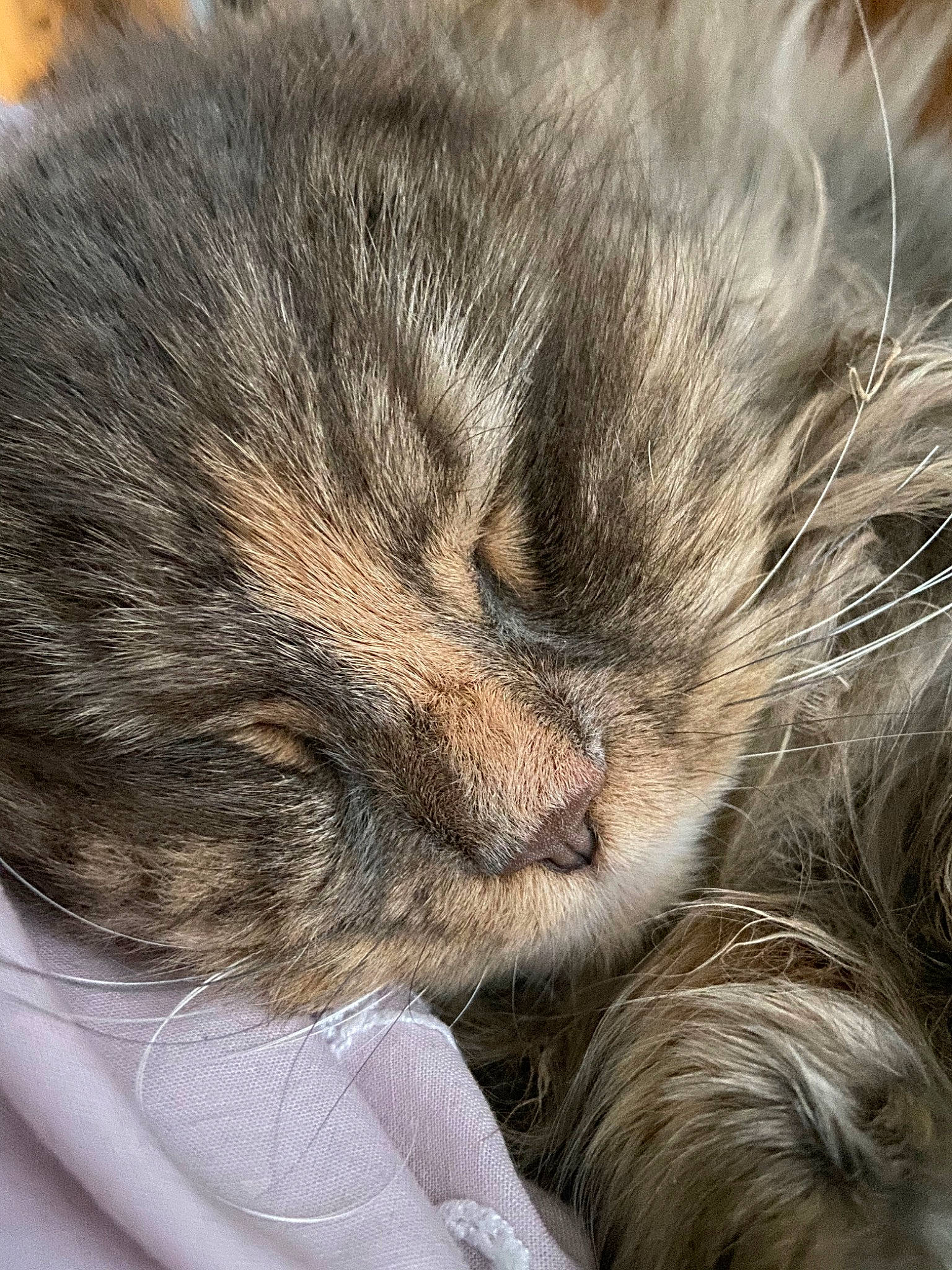 Fluffy Cloud is registered to the contest to win money with this photo: carnivore, cat, claw, close_up, ear, european_shorthair, eye, fawn, felidae, fur, nap, norwegian_forest_cat, nose, paw, skin, sleep, small_to_medium_sized_cats, snout, tabby_cat, whiskers