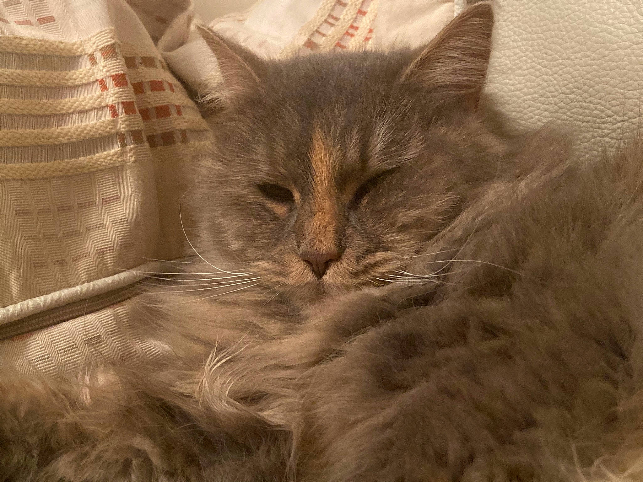 Fluffy Cloud joined the competition — help win amazing prizes! asian, asian_semi_longhair, british_longhair, british_semi_longhair, carnivore, cat, domestic_long_haired_cat, domestic_short_haired_cat, felidae, fur, kitten, maine_coon, mammal, nebelung, norwegian_forest_cat, ragamuffin, siberian, small_to_medium_sized_cats, snout, whiskers