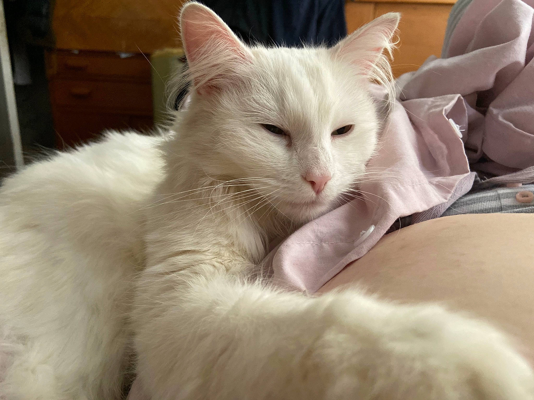 Hattie is registered to the contest to win money with this photo: carnivore, cat, colorpoint_shorthair, domestic_long_haired_cat, ear, eye, felidae, fur, javanese, khao_manee, kitten, mammal, norwegian_forest_cat, nose, ragdoll, small_to_medium_sized_cats, turkish_angora, turkish_van, vertebrate, whiskers