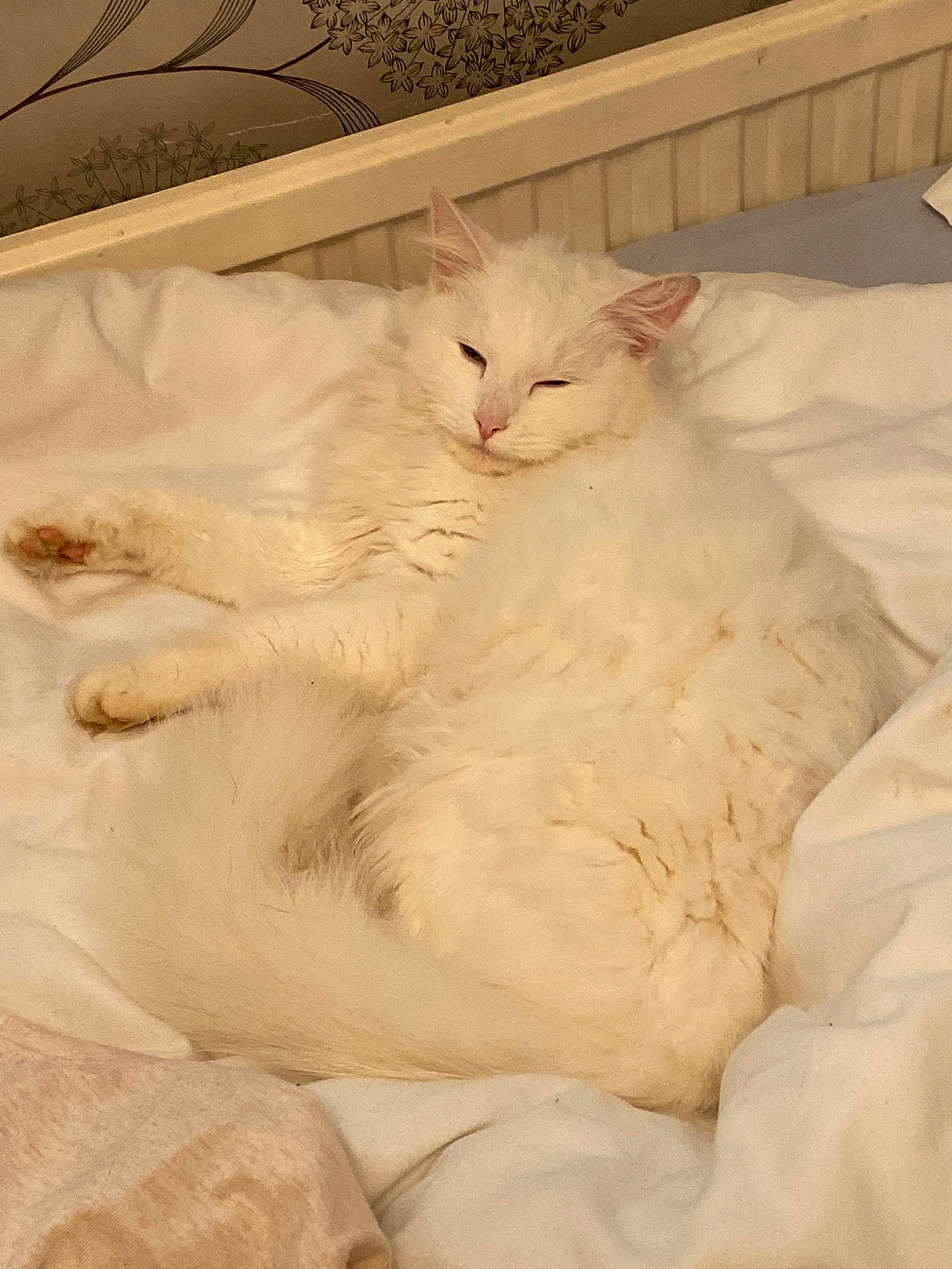 Hattie joined the competition — help win amazing prizes! british_semi_longhair, burmilla, carnivore, cat, colorpoint_shorthair, domestic_long_haired_cat, fawn, felidae, fur, khao_manee, kitten, mammal, ojos_azules, persian, ragdoll, small_to_medium_sized_cats, turkish_angora, turkish_van, whiskers