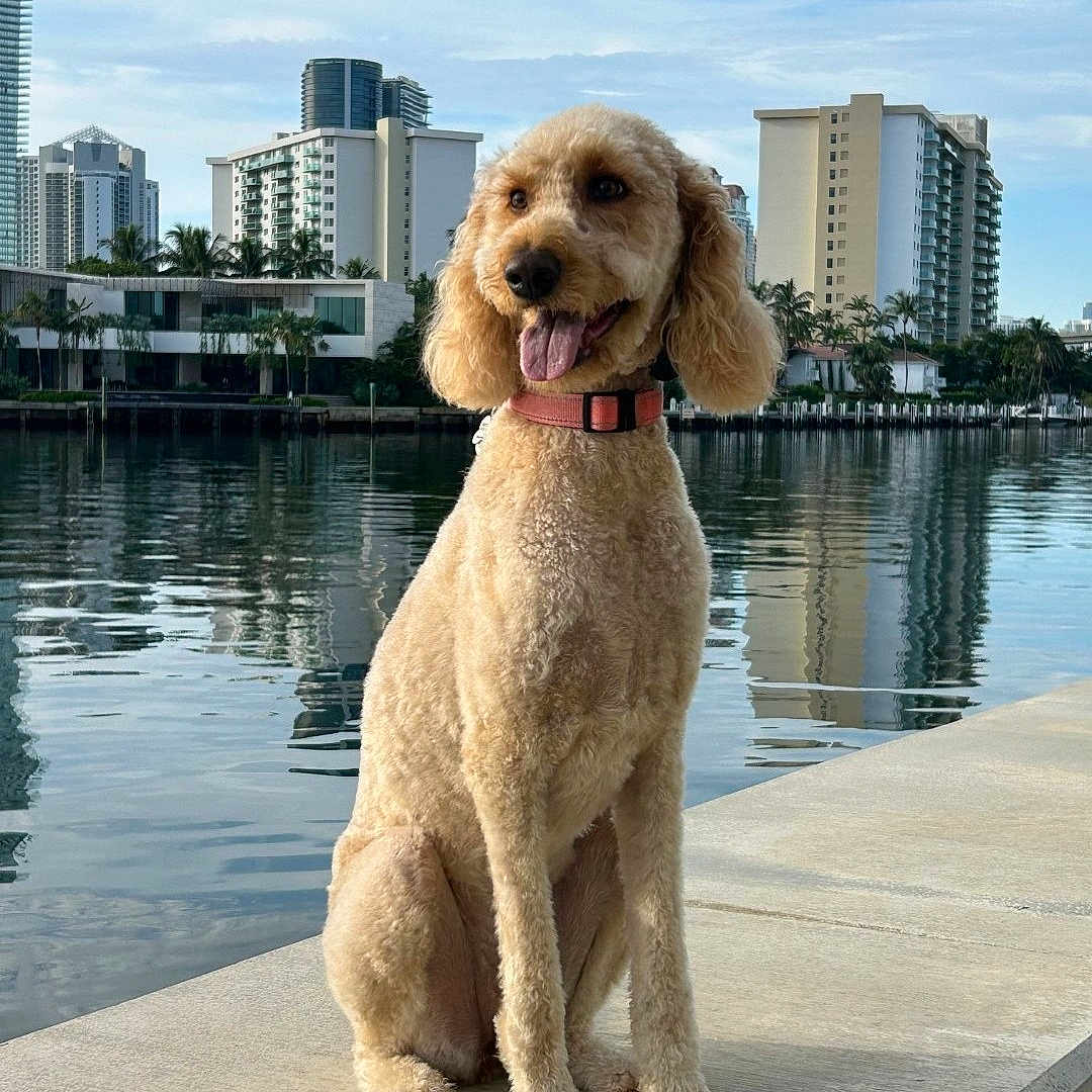 Phoebe