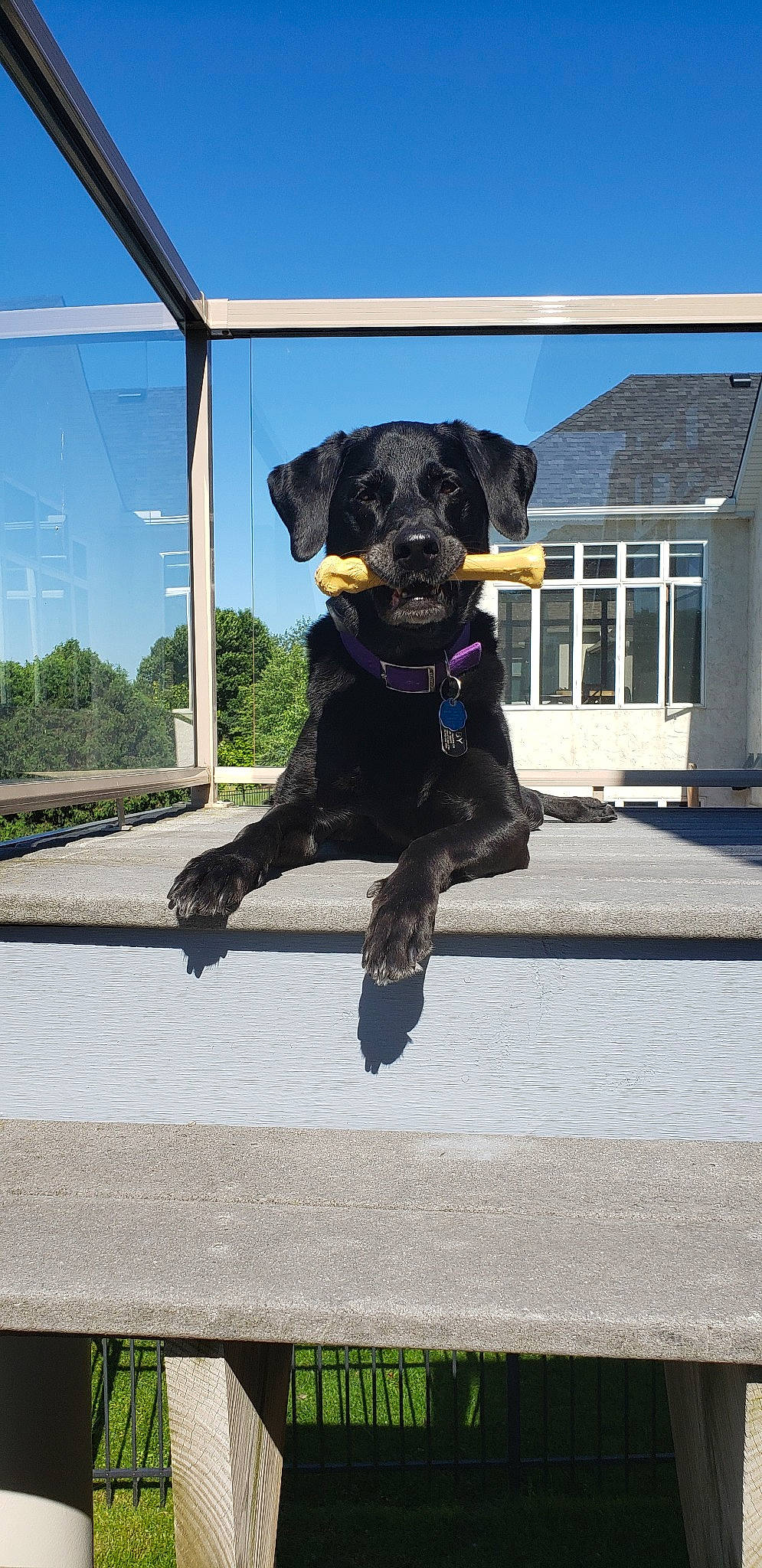 Abby is registered to the contest to win money with this photo: canidae, carnivore, dog, dog_breed, hunting_dog, jagdterrier, labrador_retriever, patterdale_terrier, sporting_group