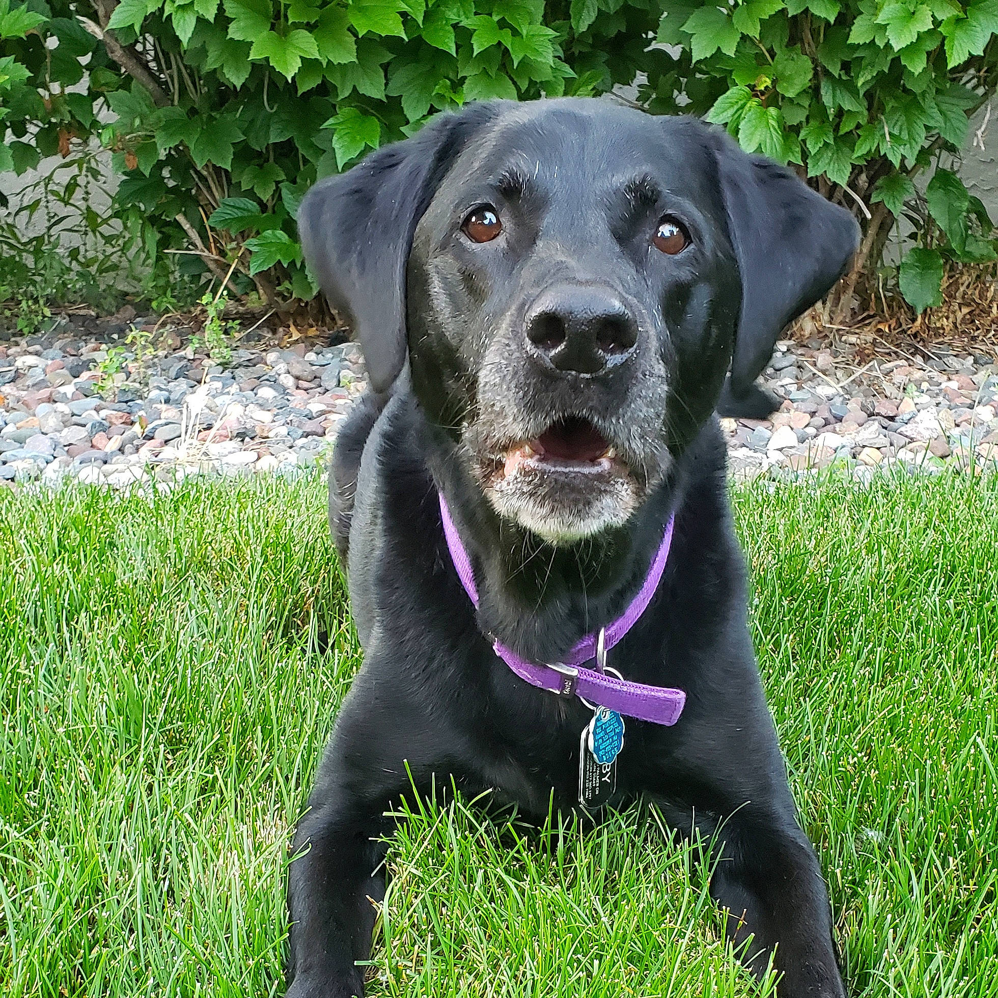 Abby is registered to the contest to win money with this photo: beagador, blue_lacy, borador, canidae, carnivore, companion_dog, dog, dog_breed, dog_collar, grass, hunting_dog, labrador_retriever, mammal, patterdale_terrier, plant, pointing_breed, retriever, snout, sporting_group, vertebrate