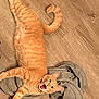 Wobbelten joined the competition — help win amazing prizes! cat, orange_tabby, pet, animal, floor, wooden_floor, hoodie, gray_clothing, indoor, cute, playful, fur, whiskers, tail, paw, expression, open_mouth, relaxed, cozy, domestic