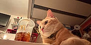 Wobbelten joined the competition — help win amazing prizes! cat, orange_cat, pet, indoor, drink_cup, mcdonalds, iced_drink, table, collar, bell, furniture, television, shelf, clutter, room, whiskers, fur, closeup, relaxing, domestic_animal