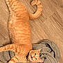 Wobbelten is registered to the contest to win money with this photo: cat, orange_tabby, pet, animal, wooden_floor, hoodie, clothing, indoor, fur, whiskers, playful, cute, domestic, mammal, lying_down, collar, expression, tail, paw, relaxed