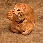 Wobbelten is registered to the contest to win money with this photo: cat, orange_cat, tabby, pet, indoor, floor, wooden_floor, collar, bell, feline, curious, loaf_pose, whiskers, ears, tail, cute, animal, domestic_animal, fur, looking_up