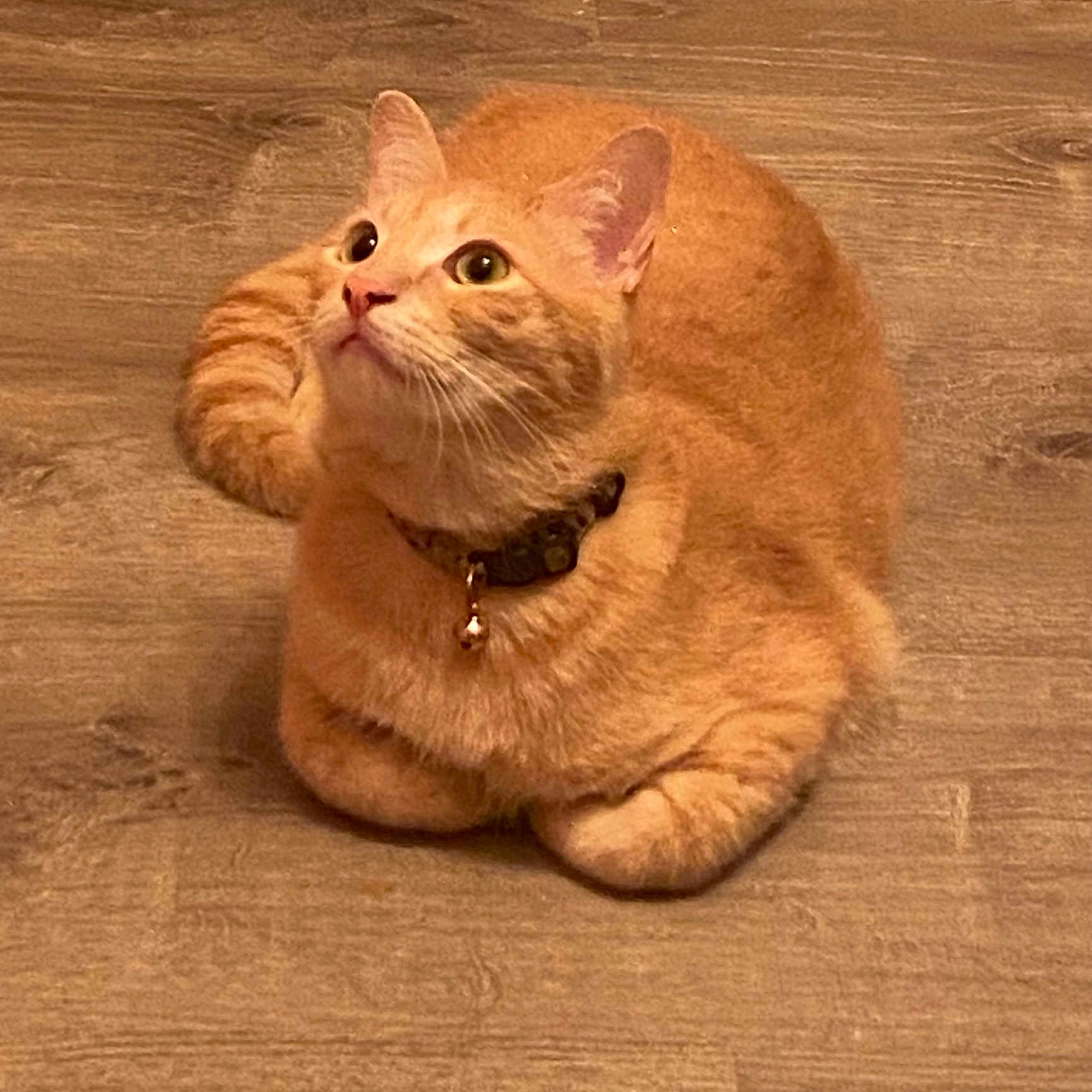 Wobbelten is registered to the contest to win money with this photo: animal, bell, cat, collar, curious, cute, domestic_animal, ears, feline, floor, fur, indoor, loaf_pose, looking_up, orange_cat, pet, tabby, tail, whiskers, wooden_floor