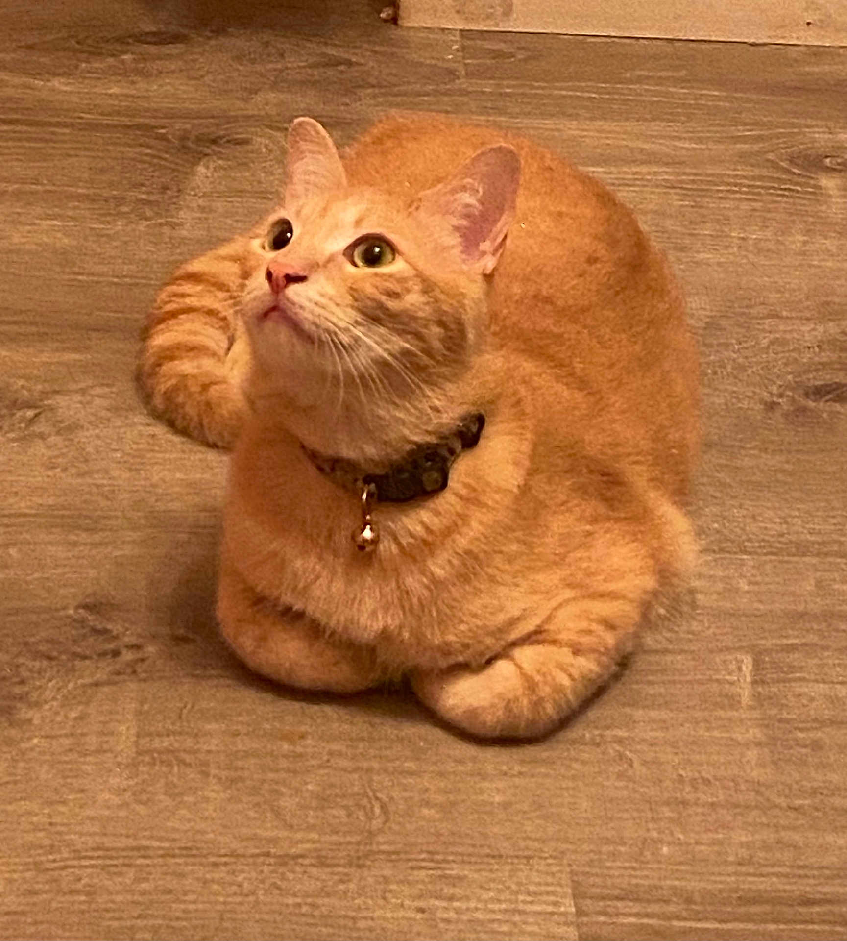 Wobbelten is registered to the contest to win money with this photo: cat, orange_cat, tabby, pet, indoor, floor, wooden_floor, collar, bell, feline, curious, loaf_pose, whiskers, ears, tail, cute, animal, domestic_animal, fur, looking_up